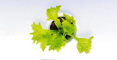 Top view of organic vegetable in growth hole on white background with copy space. Flat lay of fresh green cabbage and harvest of agriculture concept. photo