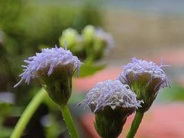 green natural Flower Wallpaper download photo