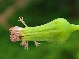 descarga de fondo de pantalla de flores naturales verdes foto