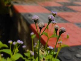 green natural Flower Wallpaper download photo