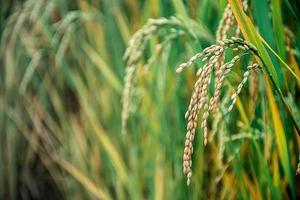 Ear of rice. Close-up to rice seeds in ear of paddy photo