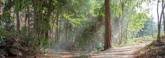 landscape of trees along the path in the forest, trees in the morning, tropical forest, nature wallpaper, banner photo