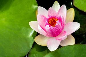 Pink and white petal and yellow pollen of water Lily photo