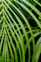 Freshness green pinnately compound leaves Palm leaf photo