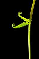 Freshness Green leaf of Fern on black background photo