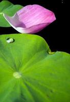 Water dew on lotus leaf