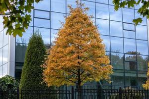 Autumn tree in the form of a triangle on the background of modern architecture photo