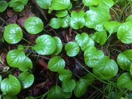 Leaves of pyrola, close-up. Plant in summer photo