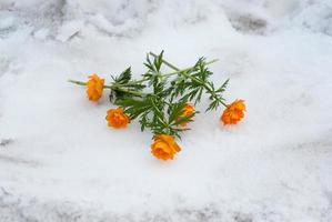 Five plucked orange flowers of Trollius asiaticus in the snow, selective focus photo