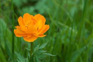 One orange Trollius asiaticus flower on a blurred background, selective focus photo