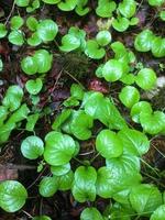 Leaves of pyrola, close-up. Plant in summer photo