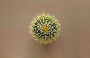 Top view of a green cactus with large sharp spines on a colored pastel background. Houseplant Golden Barrel Cactus, Echinocactus Grusonii Plant. Close-up, copy space. photo