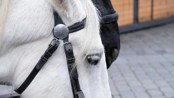 Close-up of horse's eye with white eyelashes. Portrait of a white horse with a bridle on the muzzle, of equipment and harness worn on the horse's head for control. Livestock and Horse life. photo