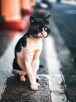 Cat on the road. photo