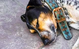 Stray dog sleeps and relaxes on the street in Mexico. photo