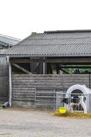 Cows in cow shed on a farm in Germany. photo