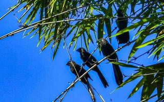 Black crows and corvids sitting on branch with blue sky. photo