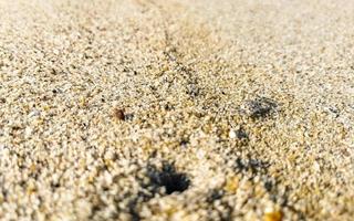 Tiny sand beach crab crabs run dig around on beach. photo