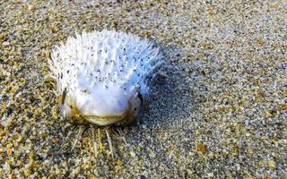 El pez globo muerto varado en la playa yace sobre la arena. foto