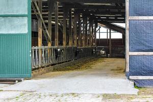 vacas en establo de vacas en una granja en alemania. foto