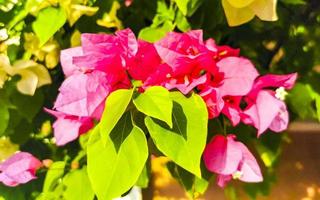 Bougainvillea pink white flowers blossoms in Puerto Escondido Mexico. photo