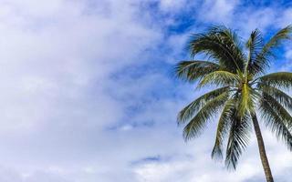 Tropical natural palm tree coconuts blue sky in Mexico. photo