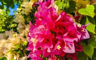 buganvillas rosas flores blancas flores en puerto escondido mexico. foto