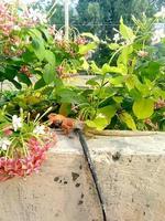 The chameleon that is exposed to the sun on the wall among the flower gardens photo