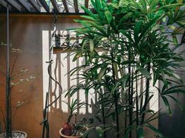 Palm tree in a house courtyard photo