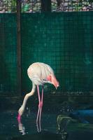 This is a photo of a flamingos at the Zoo. F