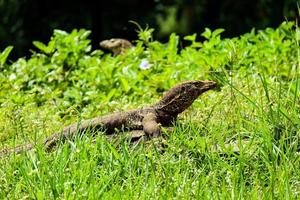 This is a photo of a salvator lizard or water monitor with the Latin name Varanus Salvator in a zoo.