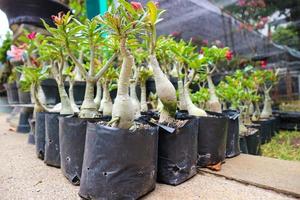 This is a photo of various types of bonsai.