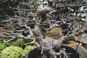 esta es una foto de varios tipos de bonsai.