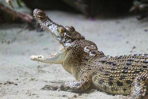 esta es una foto de un cocodrilo de estuario con el nombre latino crocordilus porosus en el zoológico.