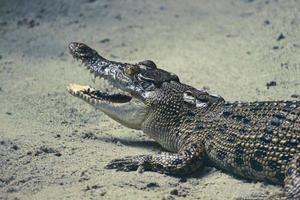 esta es una foto de un cocodrilo de estuario con el nombre latino crocordilus porosus en el zoológico.