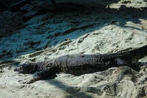 This is a photo of a black monitor lizard with the Latin name varanus beccari at the zoo.