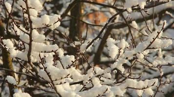 alberi nella neve video