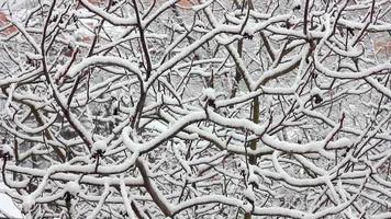 alberi nella neve video