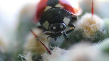 coccinelle sur un cactus video