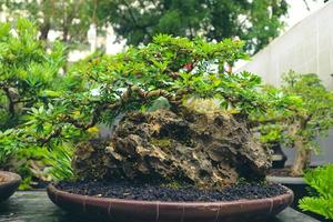 This is a photo of various types of bonsai.