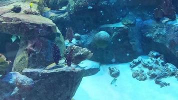 beautiful fish swim in the aquarium. marine life, underwater world video