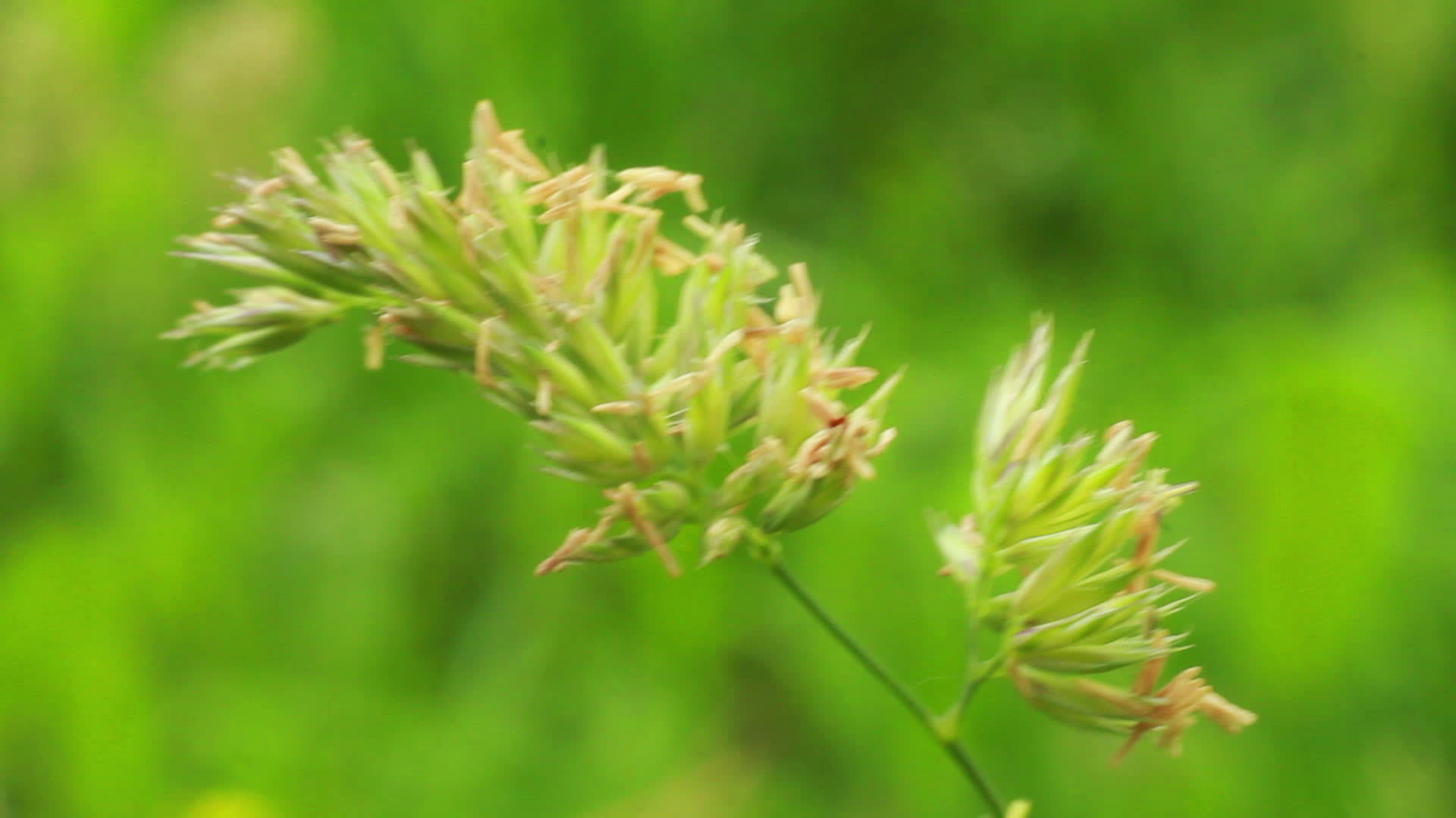 close up of grass staggers 14289308 Stock Video at Vecteezy