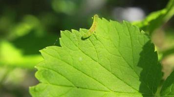 caterpillar crawling on a green leaf video