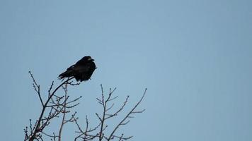 ravens på träd video