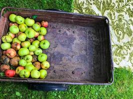 historia de la manzana las manzanas están en un carro de jardín. las frutas se cosechan para el transporte alrededor de la casa de verano. árboles frutales, huerto de manzanas. manzanas brillantes y jugosas, deliciosas y hermosas foto