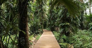 Walking on a wooden bridge in tropical rainforest trees. video