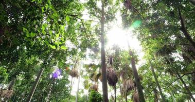 laag hoek visie op zoek omhoog Bij de top van de tropisch regenwoud bomen. video