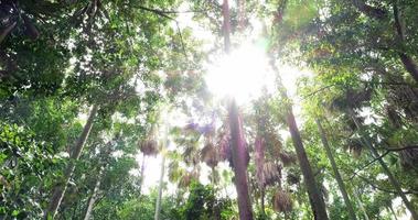 laag hoek visie op zoek omhoog Bij de top van de tropisch regenwoud bomen. video