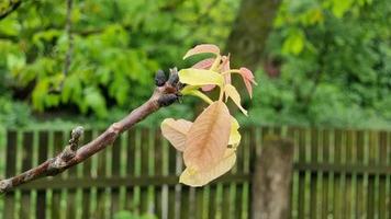 jeunes feuilles sur une branche de noyer au printemps. video