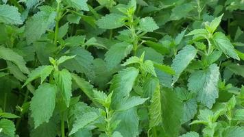 Perennial herbaceous non-stinging nettle plant. Green leaves. The lamb is white. Lamium album video